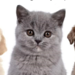 Bezpłatna sterylizacja i kastracja zwierząt w Gminie Lipowa